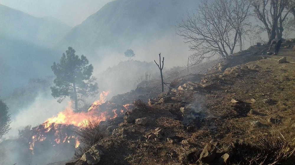 Around 100,000 trees burnt down in KP wildfires