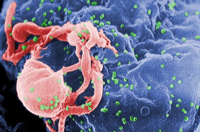 Scientists eliminate HIV in entire genome of lab mice for the first time