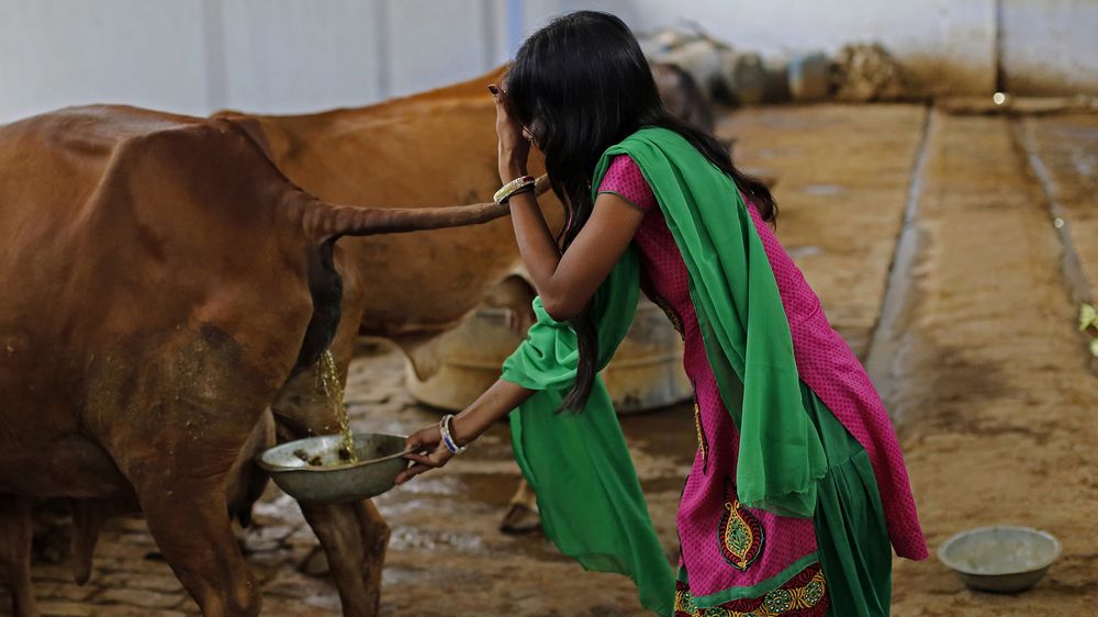 Cow’s dung and urine can prevent nuclear radiation: Indian researcher