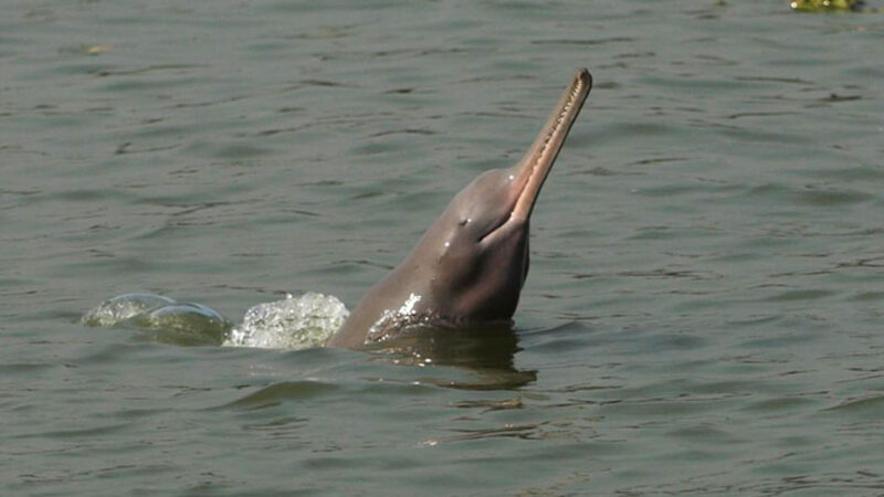 Markhor and Blind Dolphin no longer in danger of extinction: PM Advisor
