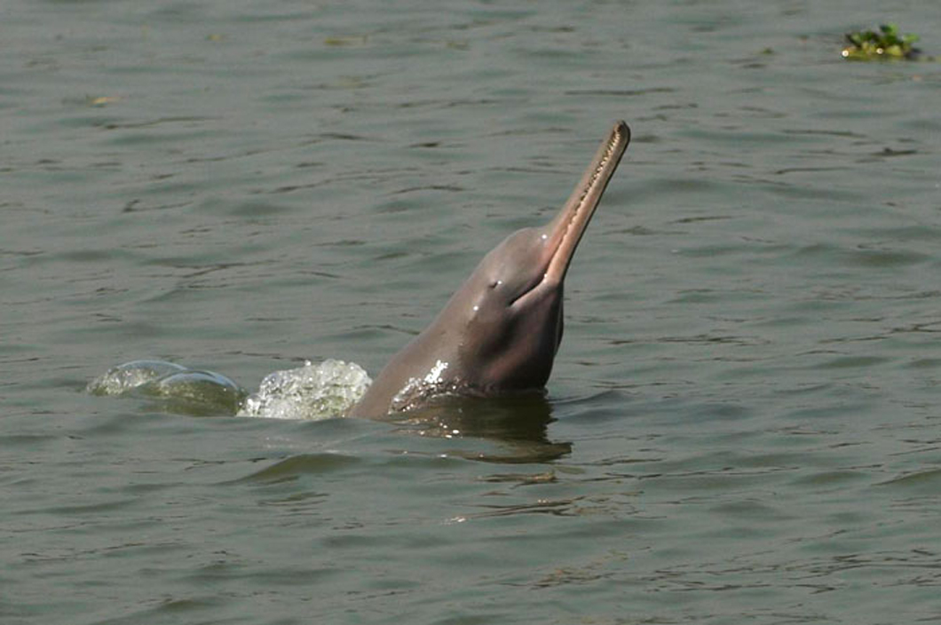 Markhor and blind dolphin no longer in danger of extinction: PM Adviser