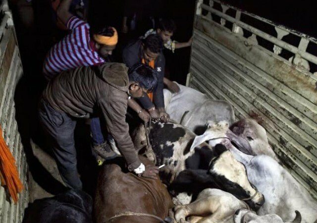 India's intolerance continues: two lynched to death over suspicion of stealing cows