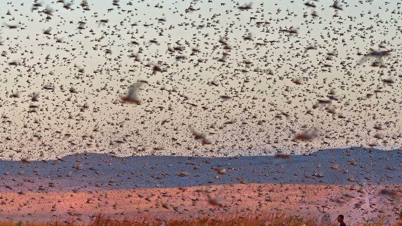 Locust invasion concerns people of Karachi