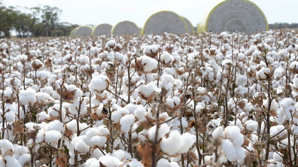 Indian cotton exporters want to trade with Pakistan again