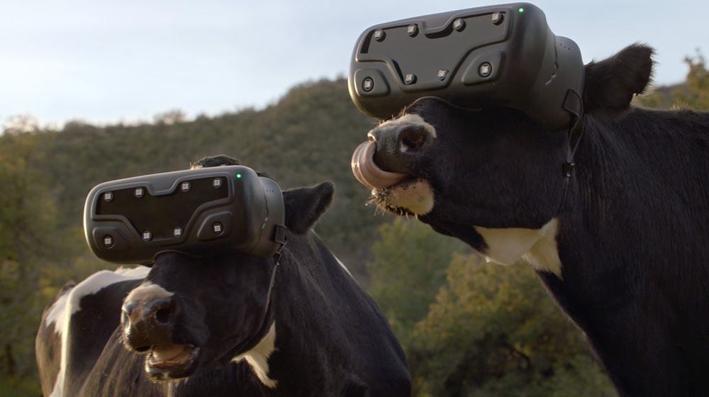 Russians make cows wear VR glasses to increase milk production