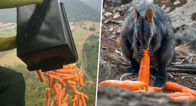 Planes drop thousands of kilograms carrots and potatoes for animals