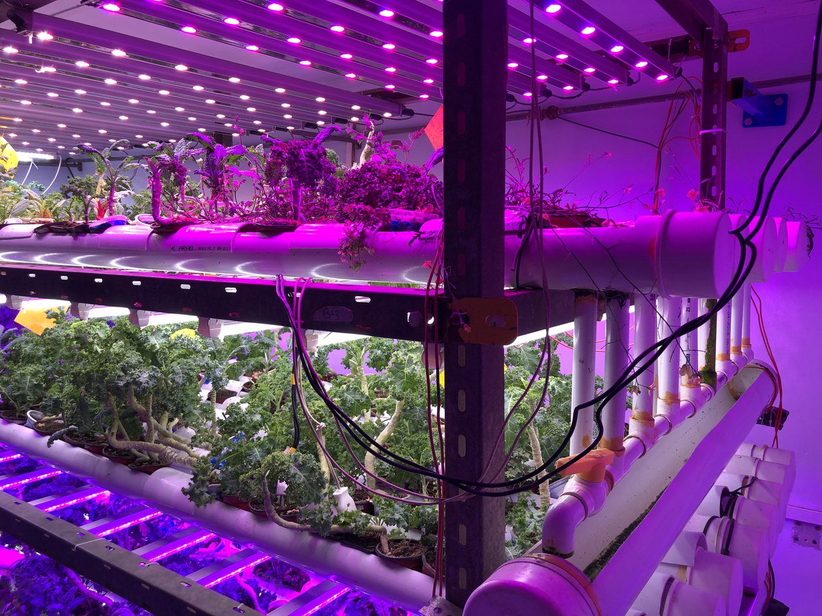 Pakistan’s first vertical farm sells leafy greens to local restaurants