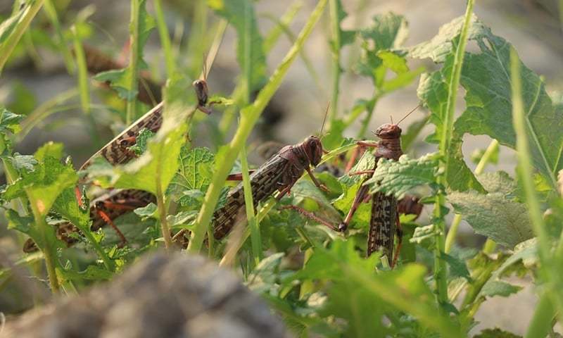 National emergency declared against swarms of desert locust