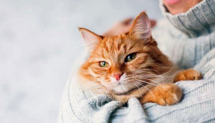 Pet cats in New York test positive for coronavirus