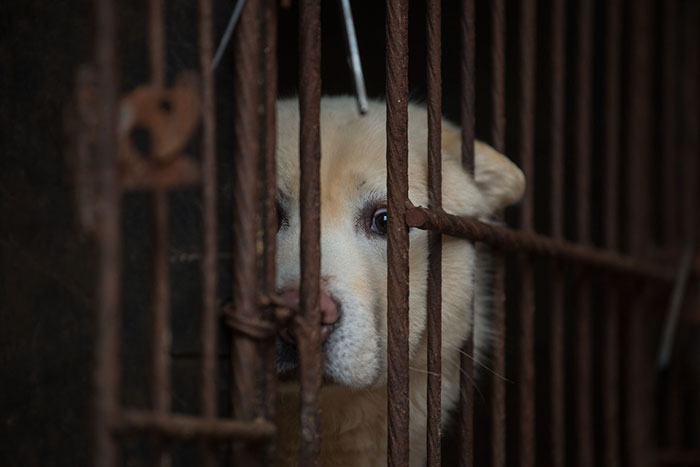 Coronavirus puts an end to eating cats and dogs in China’s Shenzhen