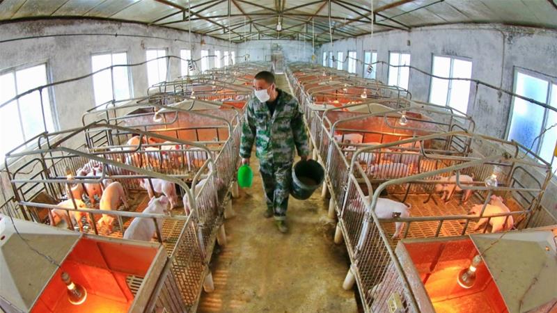 Scientists warn new virus in pigs in China has potential pandemic risk