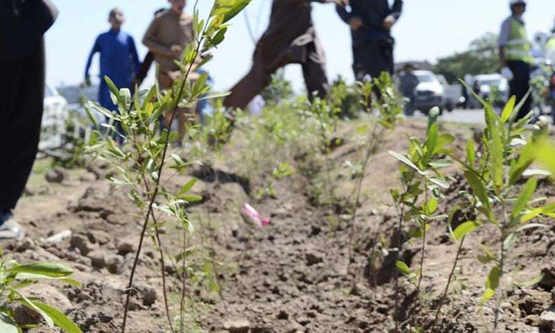 200 million saplings to be planted across country in PM’s monsoon drive