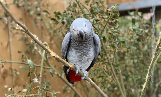 Wildlife Park in UK removes parrots from view for swearing at visitors