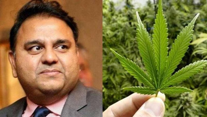 Pakistan plans to tap into $25 billion cannabis (CBD) market: Fawad Chaudhry