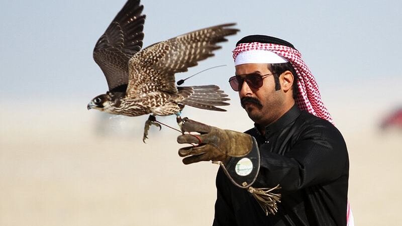 150 falcons of rare species 'exported' to Dubai ruler by Pakistan