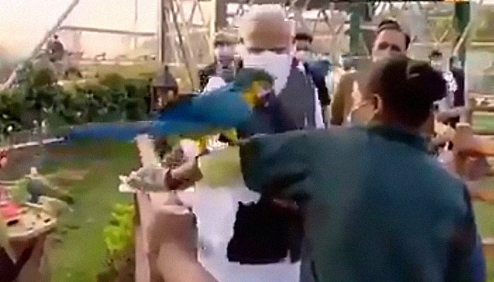 Another spy bird in India? Modi irked by parrot refusing to walk on his arm
