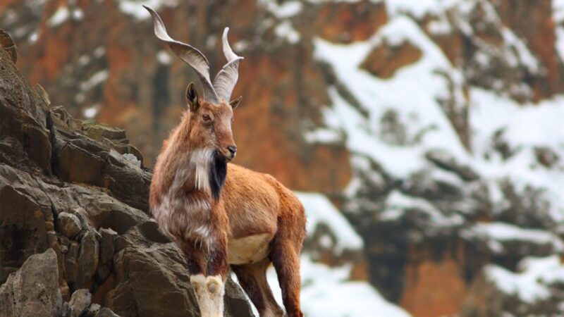 US hunter pays $80,000 or Rs17.12 million for trophy-hunting permit of Markhor
