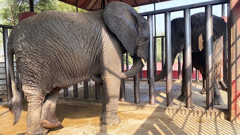 International animal rights group offers to end plight of caged elephants in Karachi