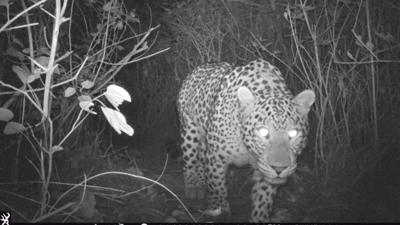 Rising leopard population on Margalla Hills linked to a healthy ecosystem