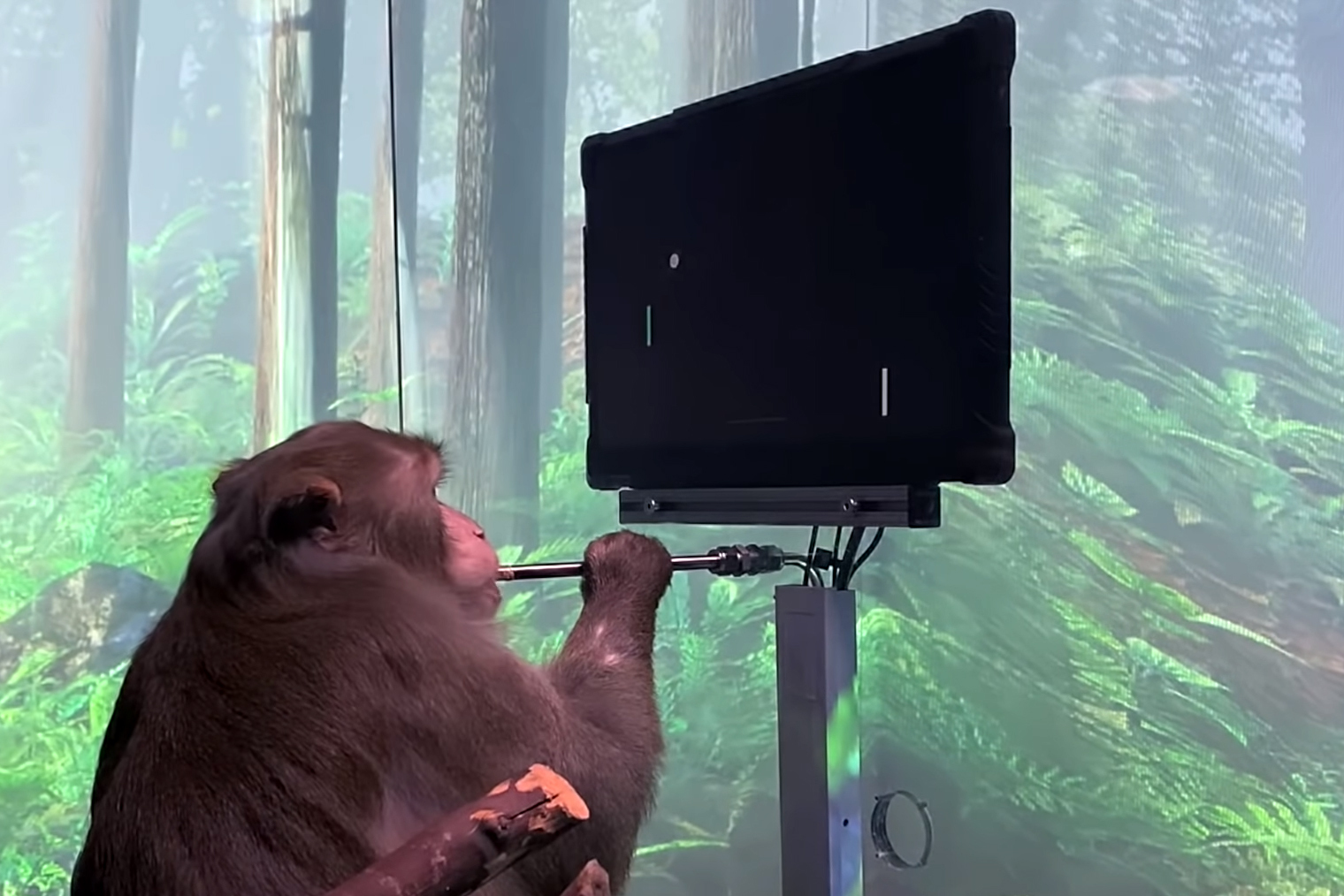 Elon Musk’s company releases video of monkey playing video games with its mind