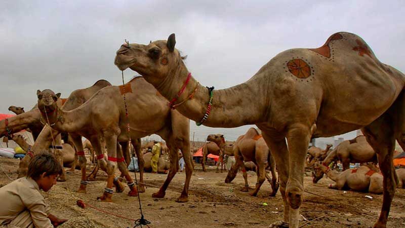 exporter of Camel Meat