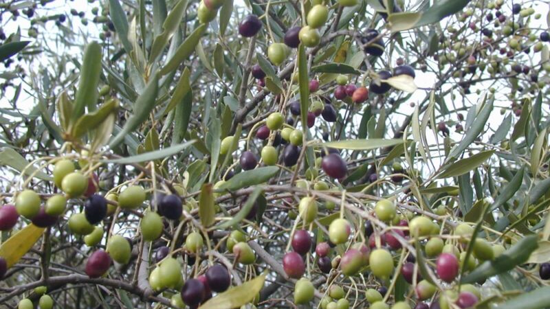 70 million plants of wild olive trees
