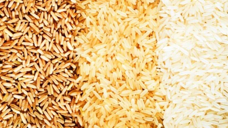 hybrid rice