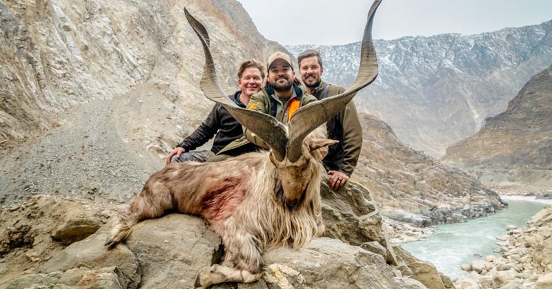 KP Govt fetches Record Bid for Markhor Trophy Permit of 2.7 crore