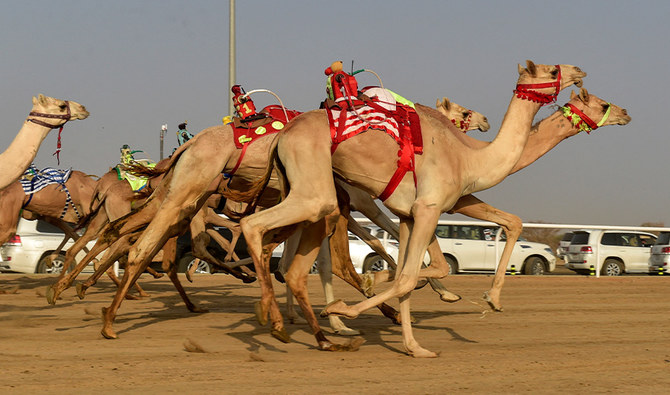 World’s largest camel festival features Pakistani camels in Saudi Arabia