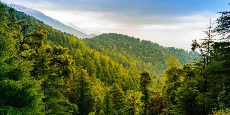 Pakistan to guide Asian countries about forestry and green initiatives