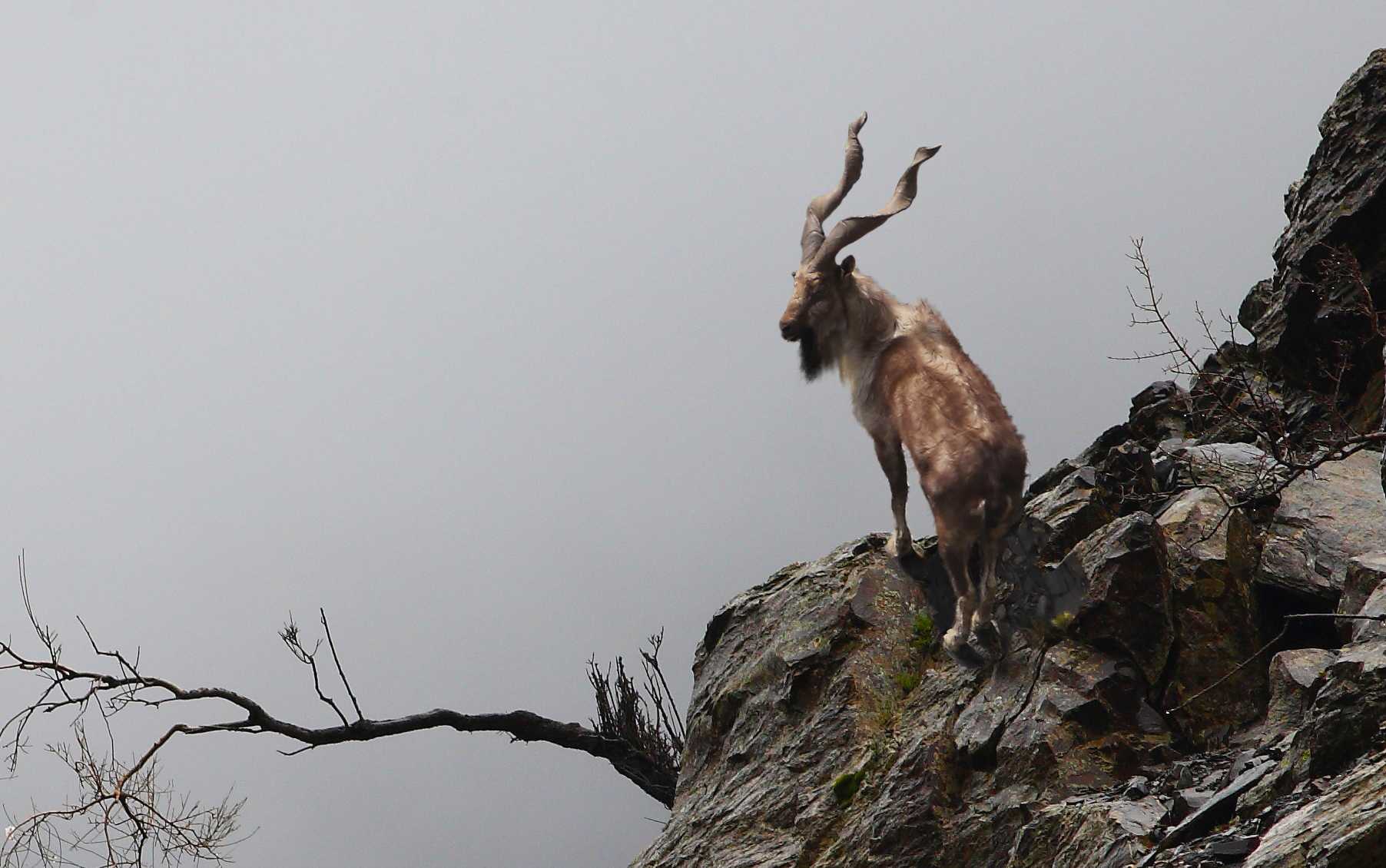 Another American hunts Markhor in Pakistan, paying Rs20 million for permit