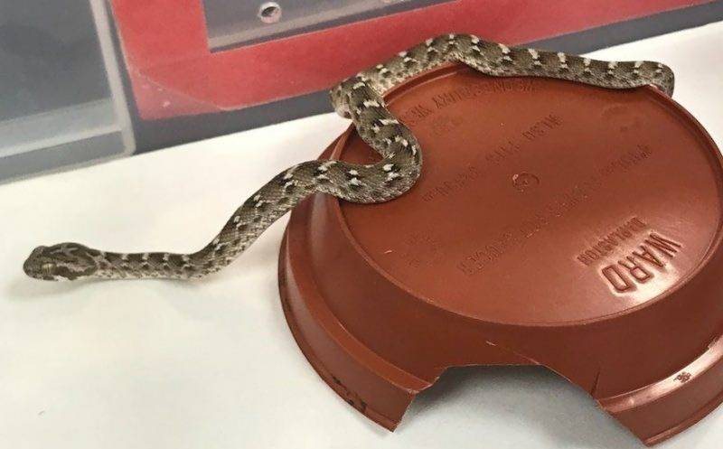 Highly venomous snake stows away 4,000 miles from Pakistan to England