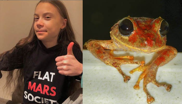 Newly discovered rain frog named after Swedish climate activist Greta Thunberg