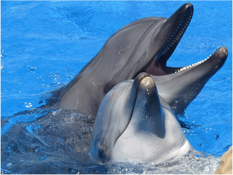 Four dolphins imported from Ukraine for entertainment shows die in captivity