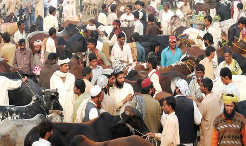 Five FIRs registered across Punjab against Ahmadis for sacrificing animals on Eidul Azha